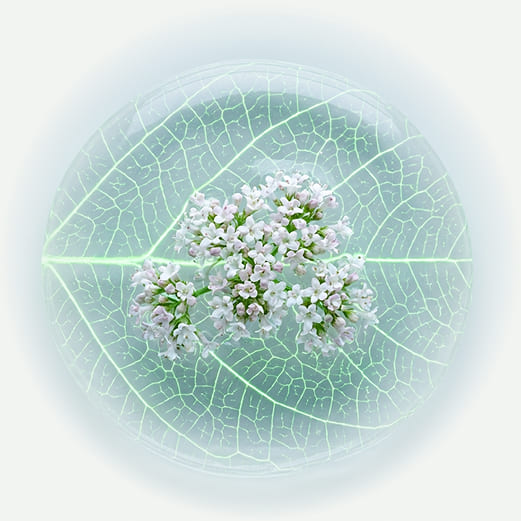 Protocolli dedicati e gestione del know-how